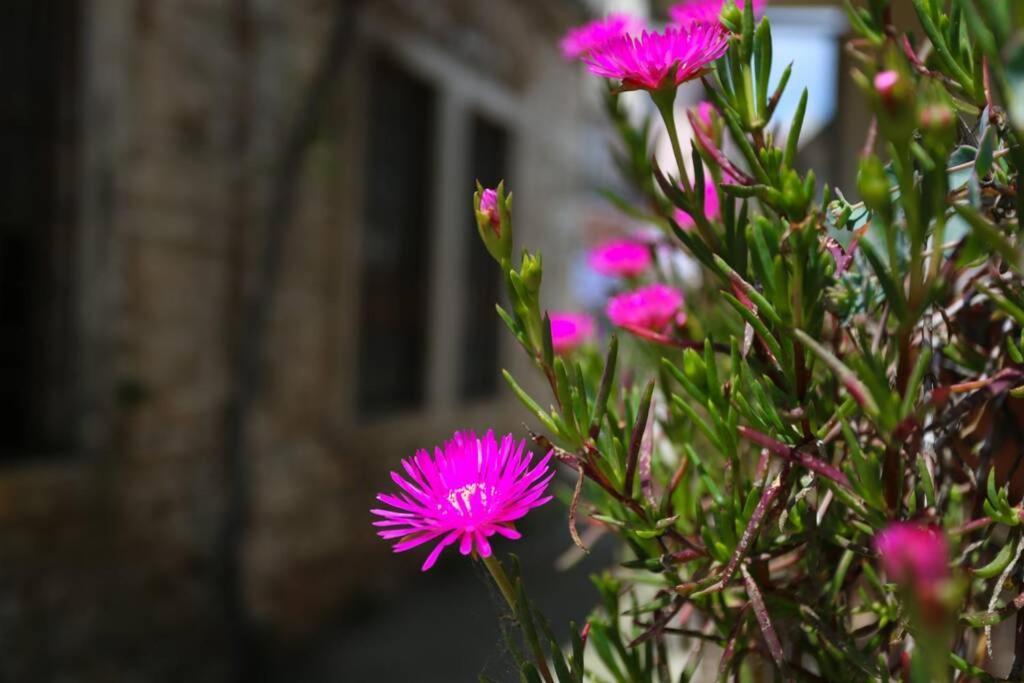 Charming Apartment In Town Center Pola Esterno foto